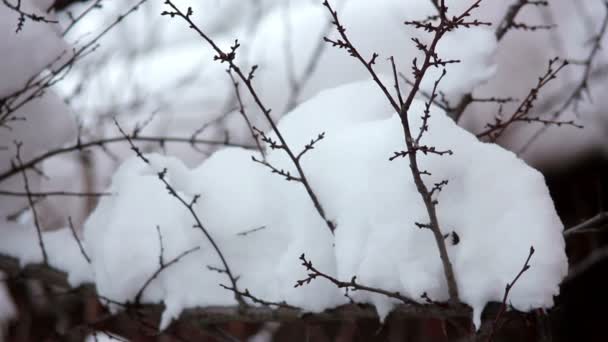 Nieve en las ramas — Vídeo de stock