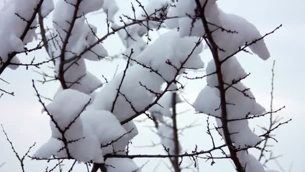 Schnee auf den Ästen — Stockvideo