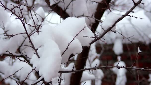 Sneeuw op de takken — Stockvideo