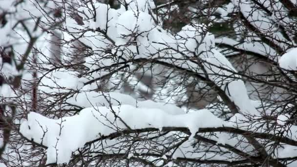 Сніг на гілках — стокове відео
