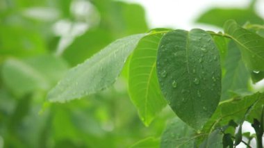 Yağmur damlaları yapraklarda