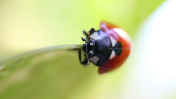 Ladybug — Stock Video