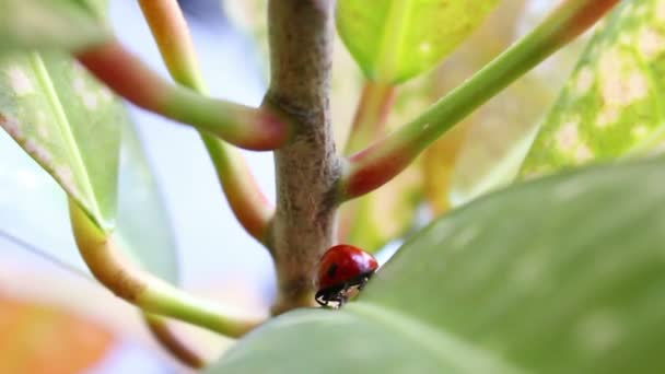 Ladybug — Stock Video