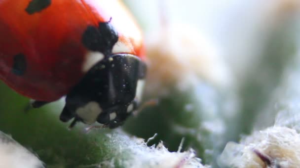 Coccinelle