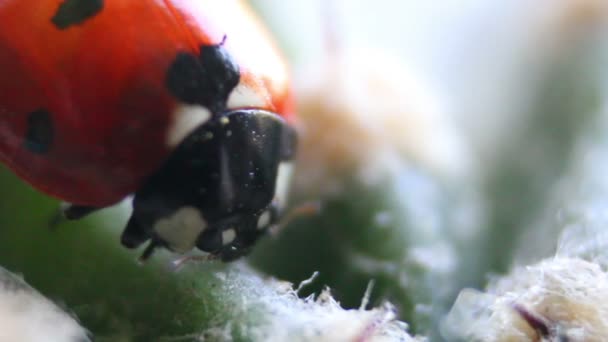 Ladybug — Stock Video