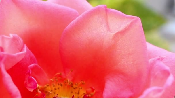 Rosa Blume mit Marienkäfer — Stockvideo