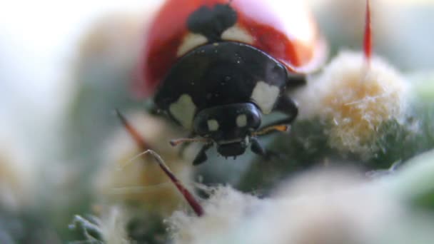Coccinelle