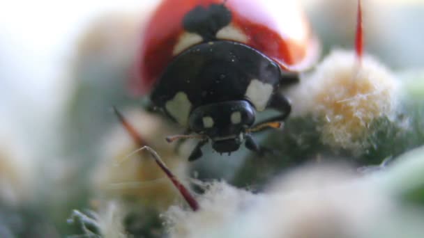 Coccinelle — Video