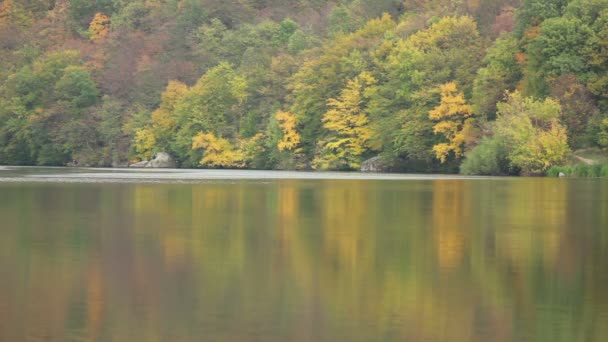 Bosque de otoño — Vídeos de Stock