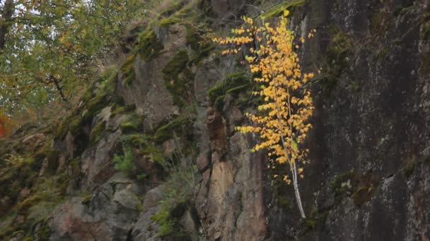 Осеннее дерево — стоковое видео
