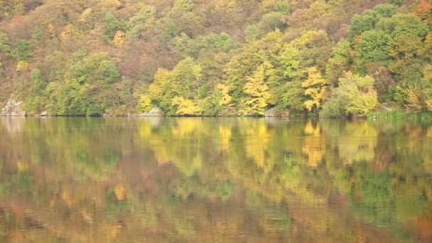 Forêt d'automne — Video