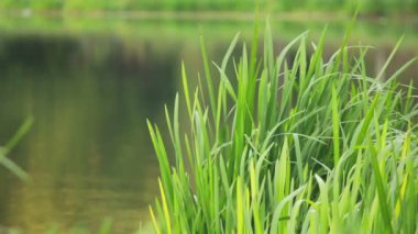 Marsh reed