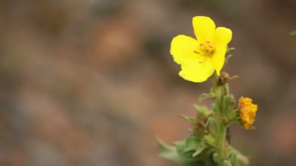 Flor amarilla — Vídeos de Stock