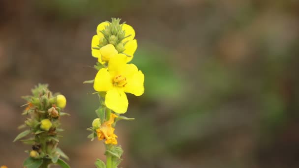 Flor amarilla — Vídeos de Stock