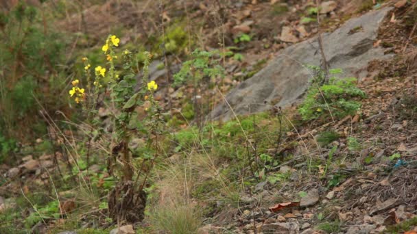 Gelbe Blüten — Stockvideo