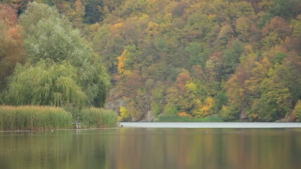 Bosque de otoño — Vídeo de stock