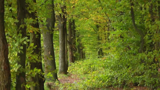 Bosque de otoño — Vídeo de stock