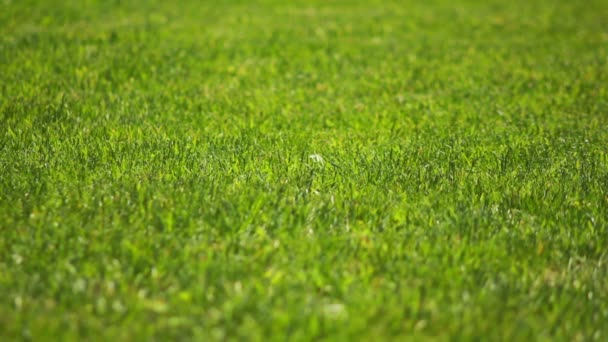 Herbe verte