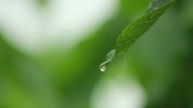 Yeşil yaprakların üzerindeki yağmur damlaları