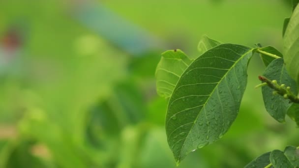 Raindrops on green leaves — Stock Video
