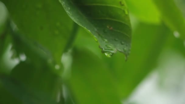 Σταγόνες βροχής σε πράσινα φύλλα — Αρχείο Βίντεο