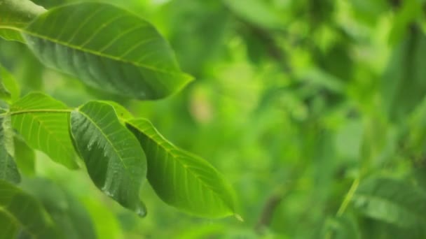 Gotas de chuva em folhas verdes — Vídeo de Stock