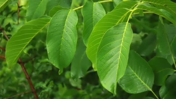 Gotas de lluvia sobre hojas verdes — Vídeos de Stock