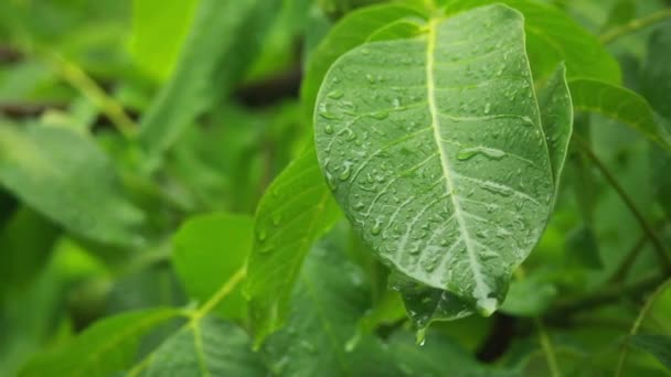 Gotas de lluvia sobre hojas verdes — Vídeos de Stock