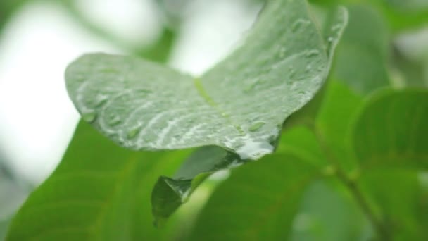Regendruppels op groene bladeren — Stockvideo