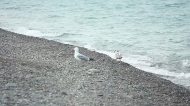 çakıl deniz kıyısı üstünde martılar