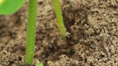 karıncalar sürünüyor