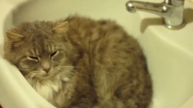 Lavaboda kedi