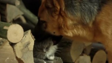 köpek ve kedi