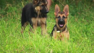 yavru köpekleri
