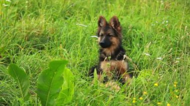 Yavru Köpek.