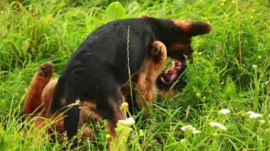 yavru köpekleri