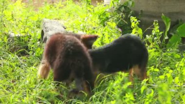 yavru köpekleri