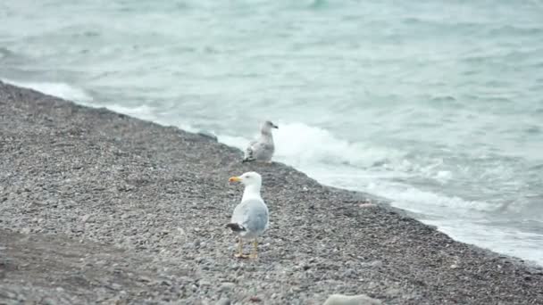 海鸥在卵石的海滩上 — 图库视频影像