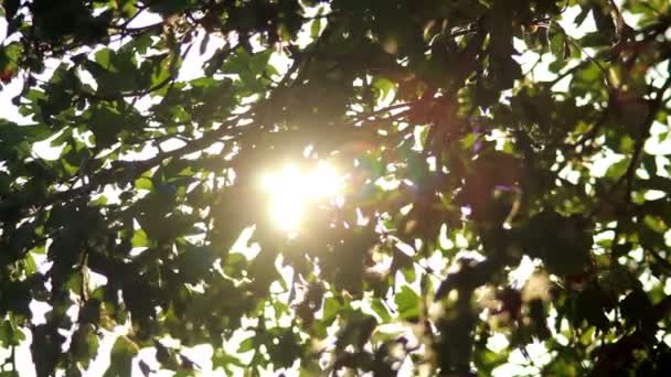 Follaje verde del árbol — Vídeos de Stock