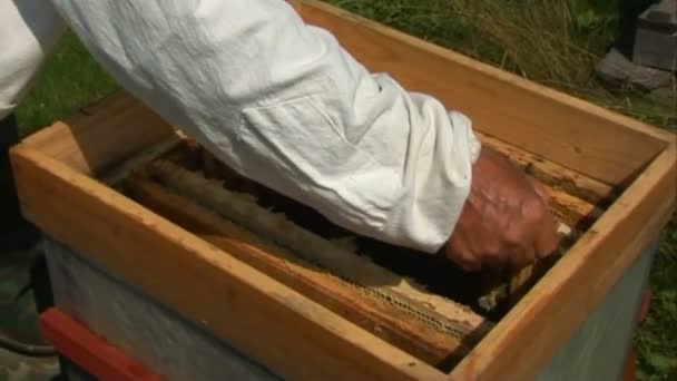 Les abeilles dans la ruche — Video