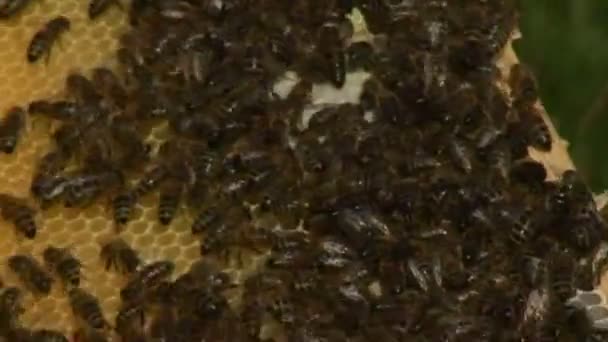 Las abejas en la colmena — Vídeos de Stock