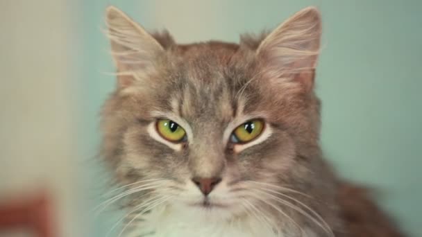 Chat gris 