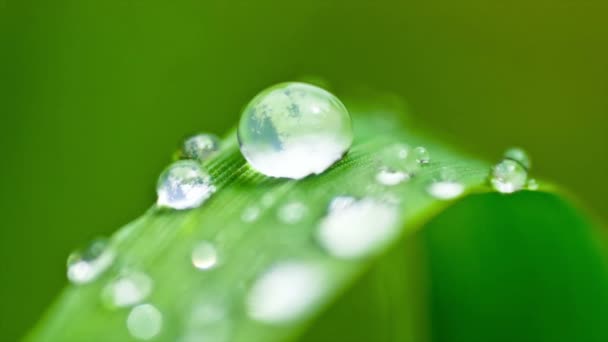 feuille avec gouttes d'eau