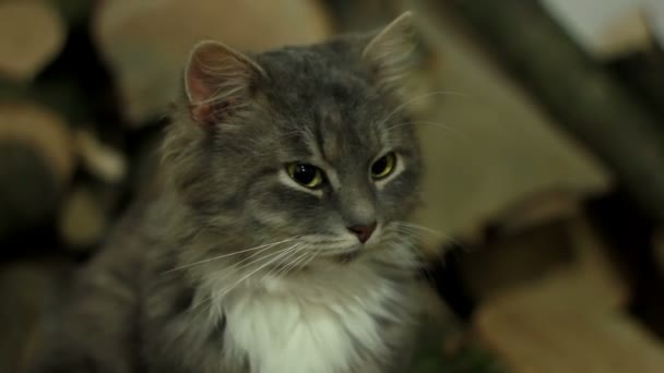ログ上の猫 — ストック動画