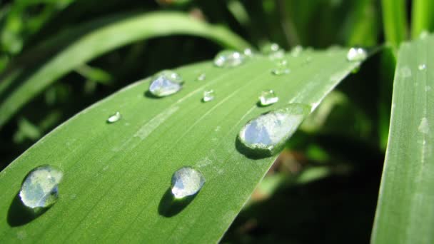 Blad met waterdruppels — Stockvideo