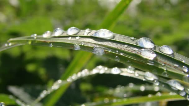 Leaf with water drops — Stock Video