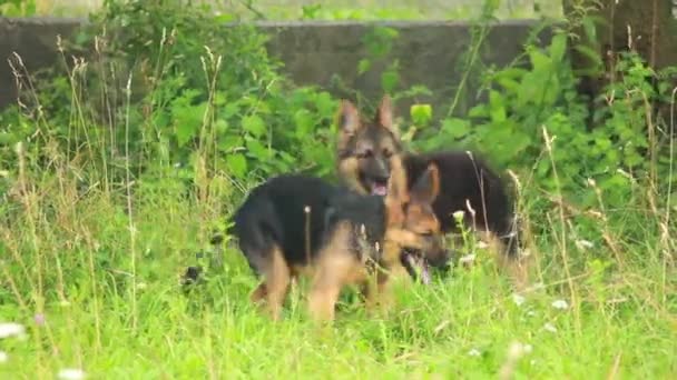 Perros cachorro — Vídeo de stock