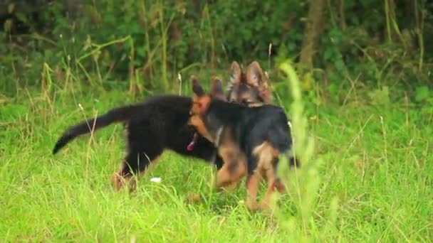 Perros cachorro — Vídeo de stock