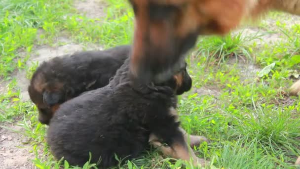 Perros cachorro — Vídeo de stock