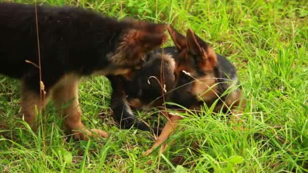 Perros cachorro — Vídeo de stock